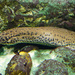 West African Lungfish - Photo (c) Ivan Khh, some rights reserved (CC BY-NC), uploaded by Ivan Khh