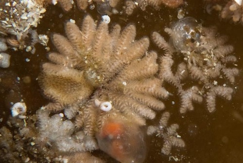 Mesonea radians