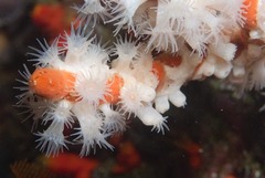 Parazoanthus capensis