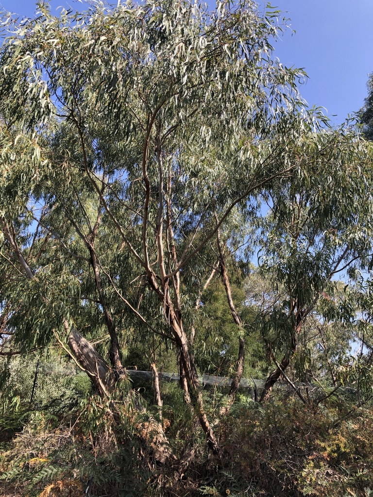 Eucalyptus viminalis pryoriana × botryoides