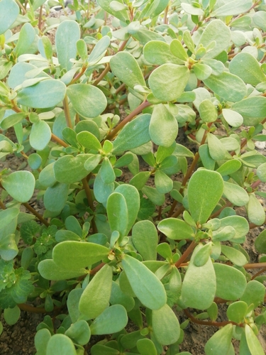 portulaka zeleninová (Portulaca oleracea)