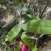 Syzygium wilsonii - Photo (c) Allan Lugg, μερικά δικαιώματα διατηρούνται (CC BY-NC), uploaded by Allan Lugg