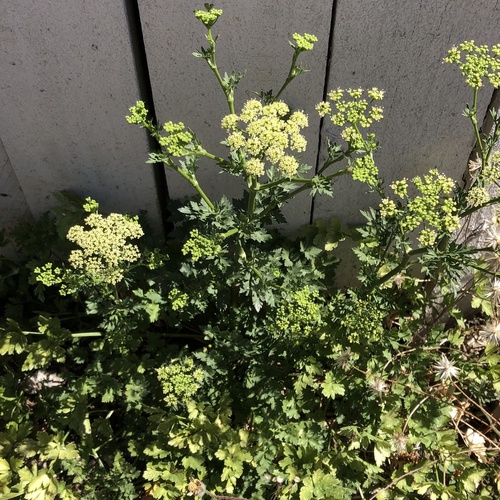 garden parsley