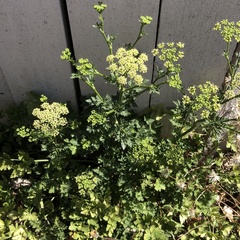 Petersilie (Petroselinum crispum): Herkunft und Verwendung — Foto 3