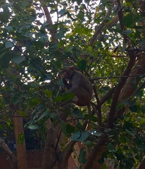 Macaca mulatta
