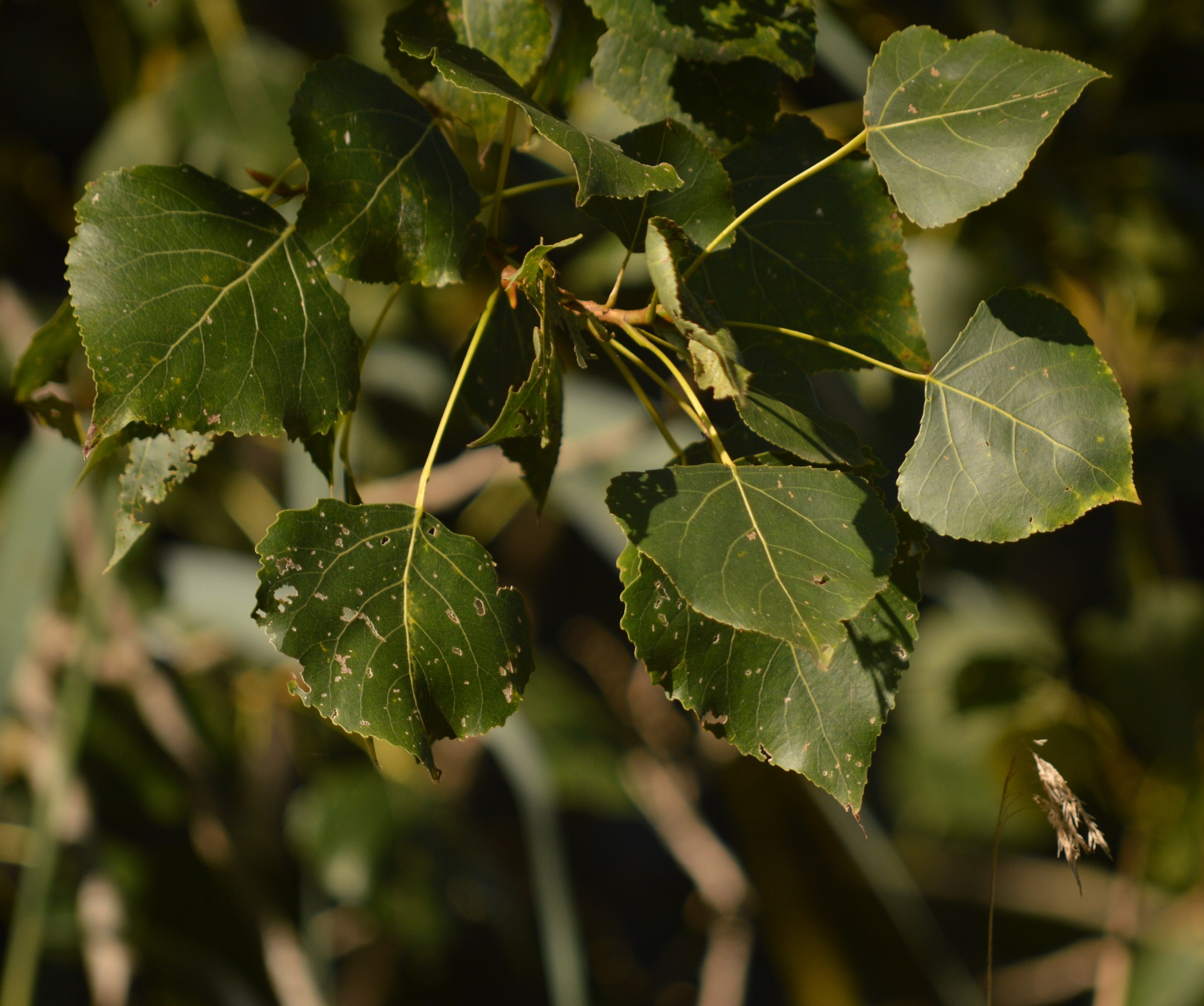 Populus X canadensis