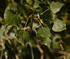Hybrid Black-Poplar - Photo (c) hajo, some rights reserved (CC BY-NC), uploaded by hajo