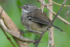 Sericornis maculatus