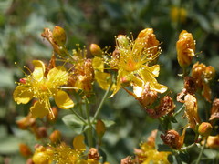 Hypericum formosum