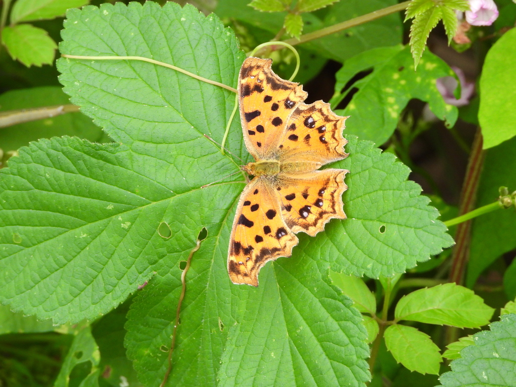 Asian Comma from Yuelu District, Changsha, Hunan, China on September 27 ...