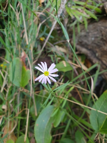 Brachyscome graminea, photograph 3