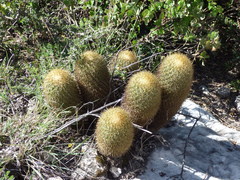 Coryphantha erecta