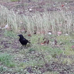Corvus corone