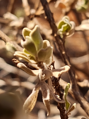 Image of Wilcox Bush (Eremophila forrestii) by (c) Belinda Forbes, some rights reserved (CC BY)
