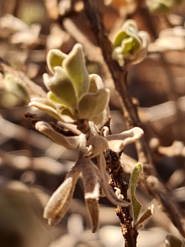 Image of Wilcox Bush (Eremophila forrestii) by (c) Belinda Forbes, some rights reserved (CC BY)