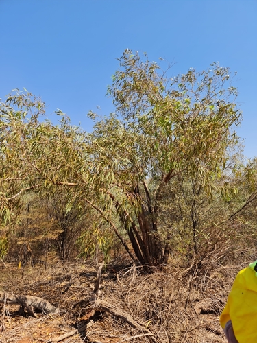 Image of Corymbia hamersleyana by (c) Belinda Forbes, some rights reserved (CC BY)