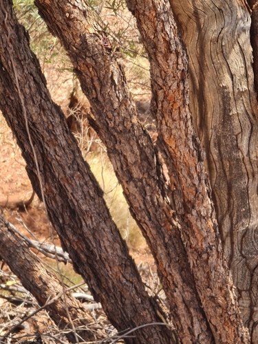 Image of Corymbia hamersleyana by (c) Belinda Forbes, some rights reserved (CC BY)