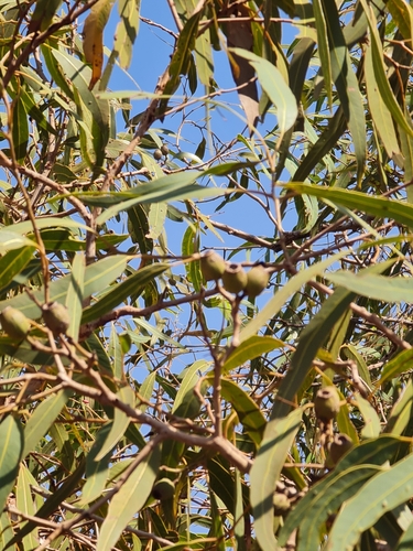 Image of Corymbia hamersleyana by (c) Belinda Forbes, some rights reserved (CC BY)