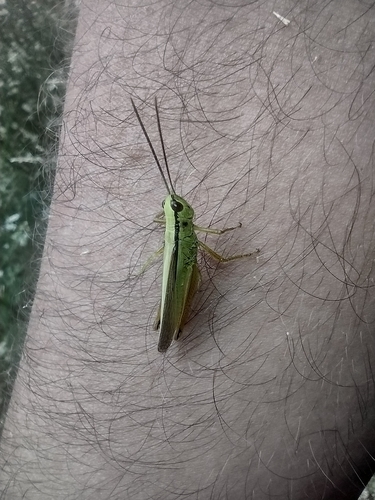 koník vlhkomilný (Mecostethus parapleurus)