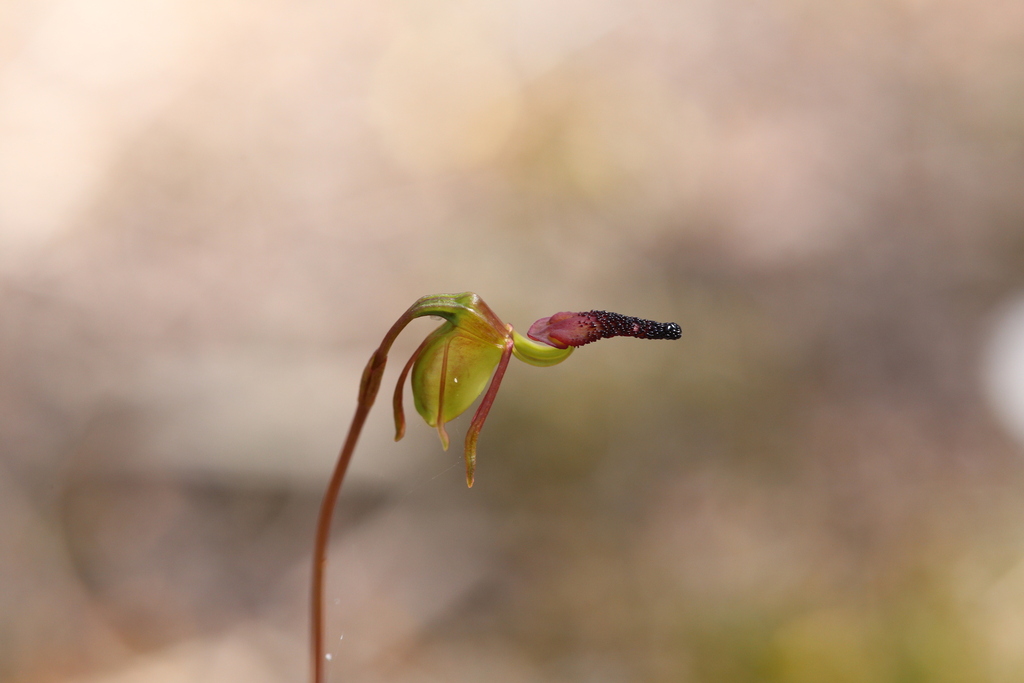 Caleana nigrita