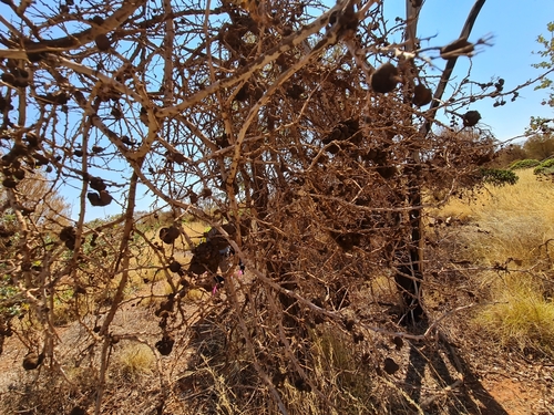Image of Acacia inaequilatera by (c) Belinda Forbes, some rights reserved (CC BY)