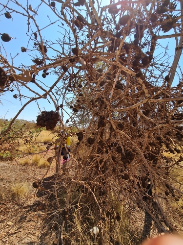 Image of Acacia inaequilatera by (c) Belinda Forbes, some rights reserved (CC BY)