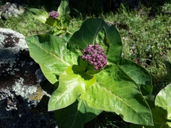 Asclepias cordifolia