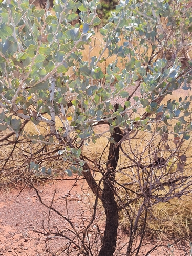 Image of Acacia inaequilatera by (c) Belinda Forbes, some rights reserved (CC BY)