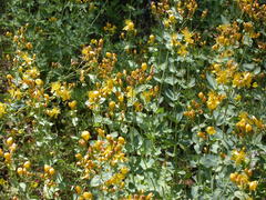 Hypericum formosum