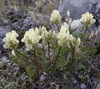 Jordal's Locoweed - Photo (c) Andy Fyon, some rights reserved (CC BY-NC), uploaded by Andy Fyon