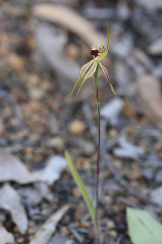 Image of Caladenia longiclavata by (c) Hugo Innes, some rights reserved (CC BY)