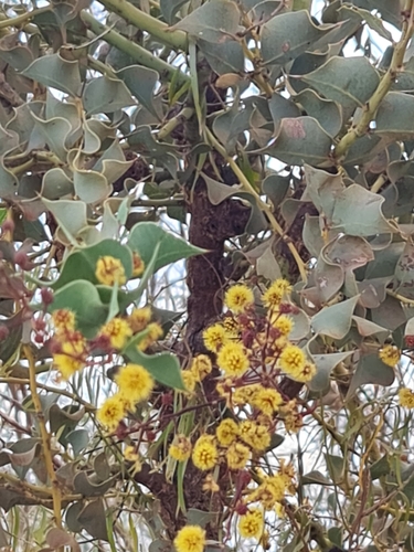 Image of Acacia inaequilatera by (c) Belinda Forbes, some rights reserved (CC BY)