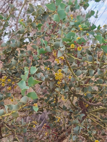 Image of Acacia inaequilatera by (c) Belinda Forbes, some rights reserved (CC BY)