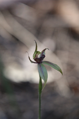 Image of Caladenia macrostylis by (c) Hugo Innes, some rights reserved (CC BY)