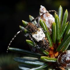Pogonocherus hispidulus