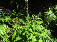 Lysimachia decurrens