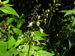 Lysimachia decurrens