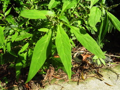 Lysimachia decurrens