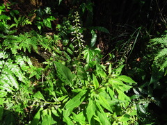 Lysimachia decurrens