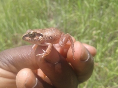 Arthroleptis stenodactylus