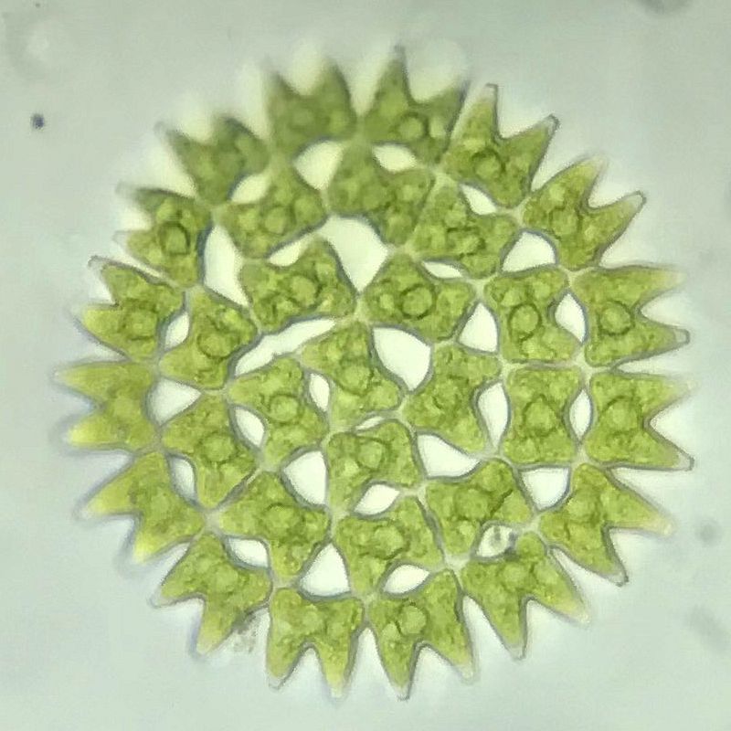 Pediastrum