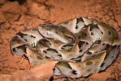 Bothrops moojeni