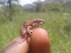 Arthroleptis stenodactylus