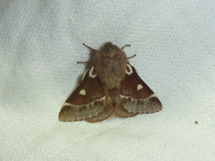 Eriogaster lanestris