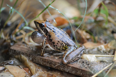 Ptychadena anchietae