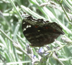 Junonia natalica natalica