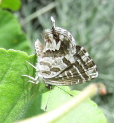 Cacyreus marshalli