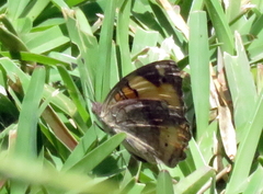 Junonia hierta cebrene