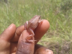 Arthroleptis stenodactylus