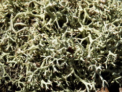 Cladonia amaurocraea
